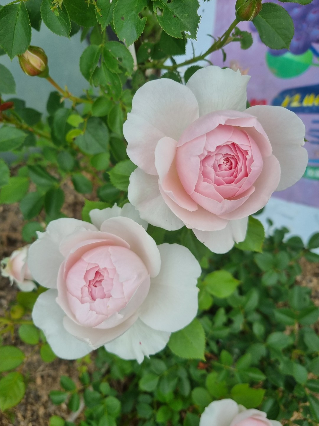 Post image 2