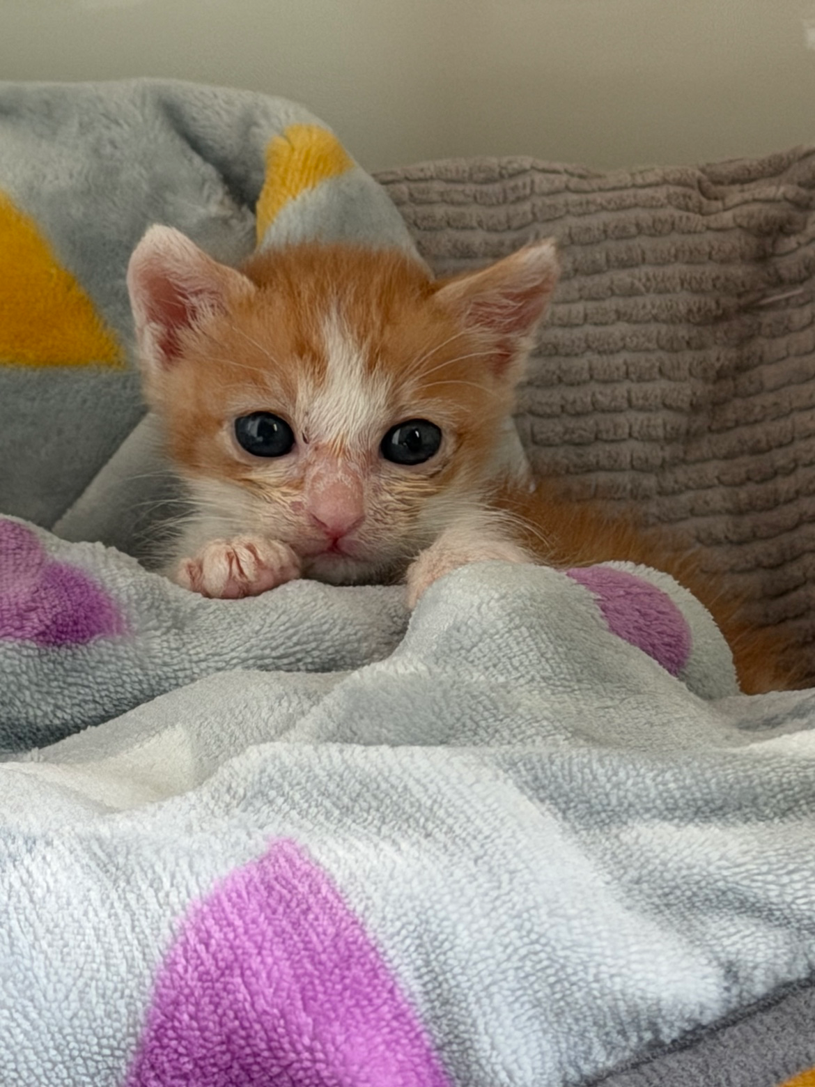 아기 고양이 지금 밥주실수 있으신분!!
