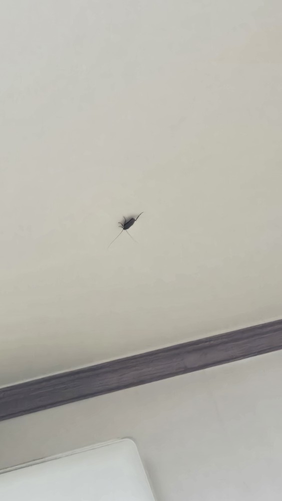 바퀴벌레 잡아주세요 바로 현금2만원사례.