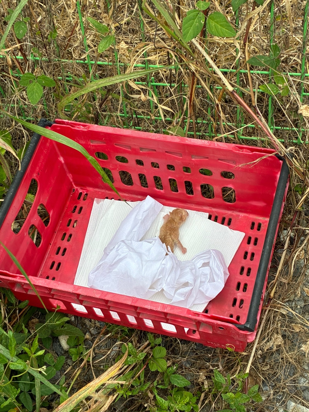 2이제 막 태어난 것 같은 애기 고양이 발견했어요 어떻게 하면 좋을까요 ㅠㅠ반려동물 · 612