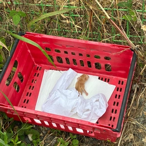 2이제 막 태어난 것 같은 애기 고양이 발견했어요 어떻게 하면 좋을까요 ㅠㅠ반려동물 · 612