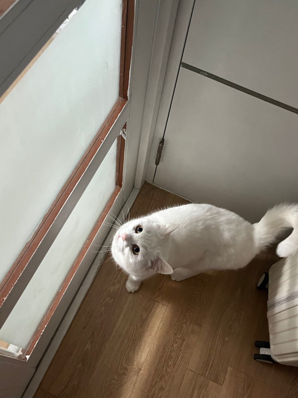 터키쉬앙고라 한달만 보살펴주실 분 계신가요
