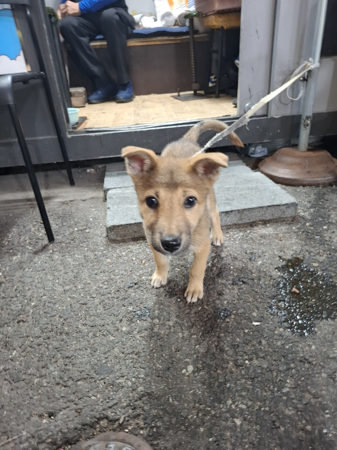 2강아지를 찾았어요 메리가 직접찾아왔데요똑똑이 예요 메리만세 ^^반려동물 · 923