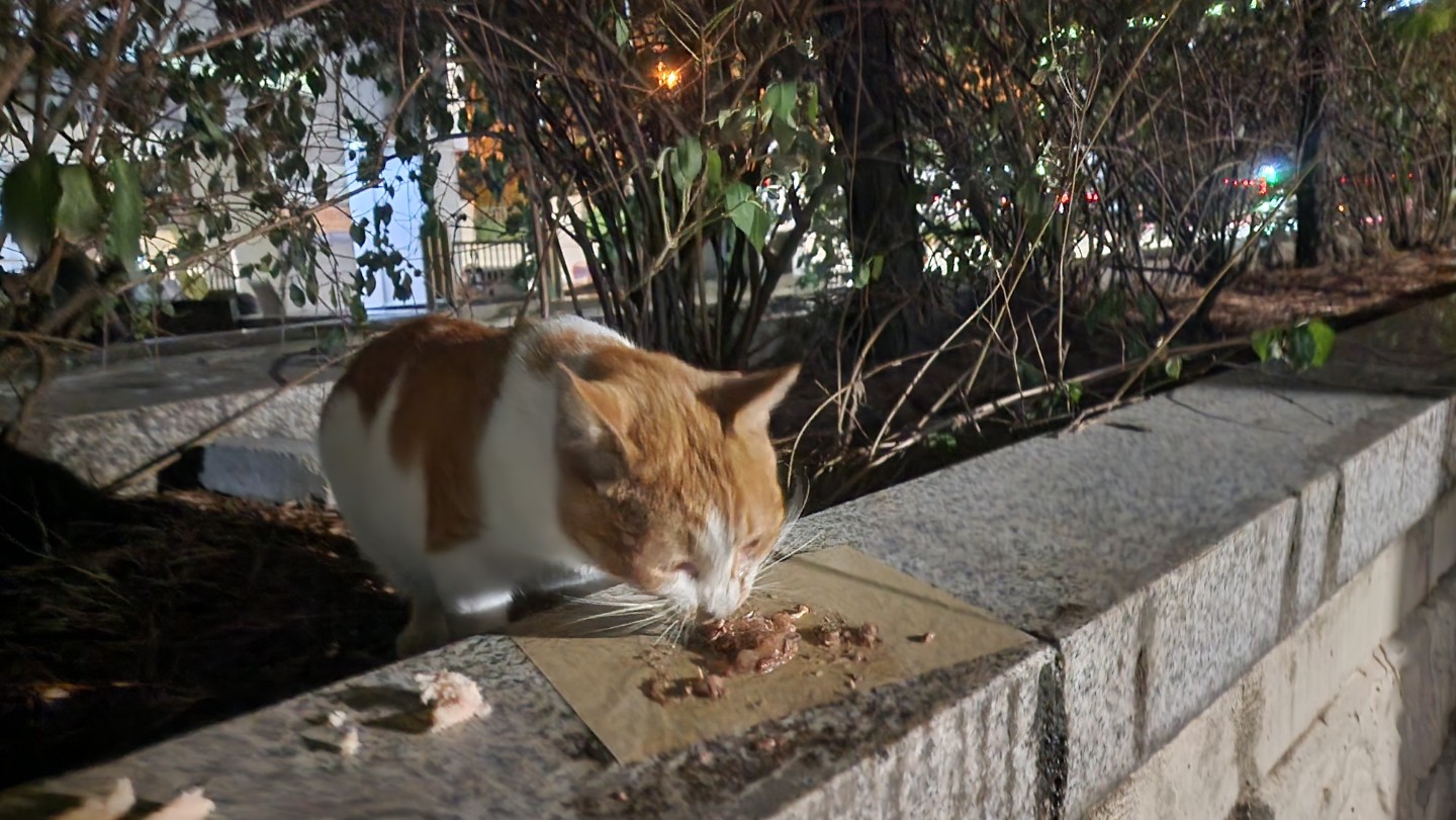 역삼 자이아파트,까르띠에..근처 주민분..길냥이 3주