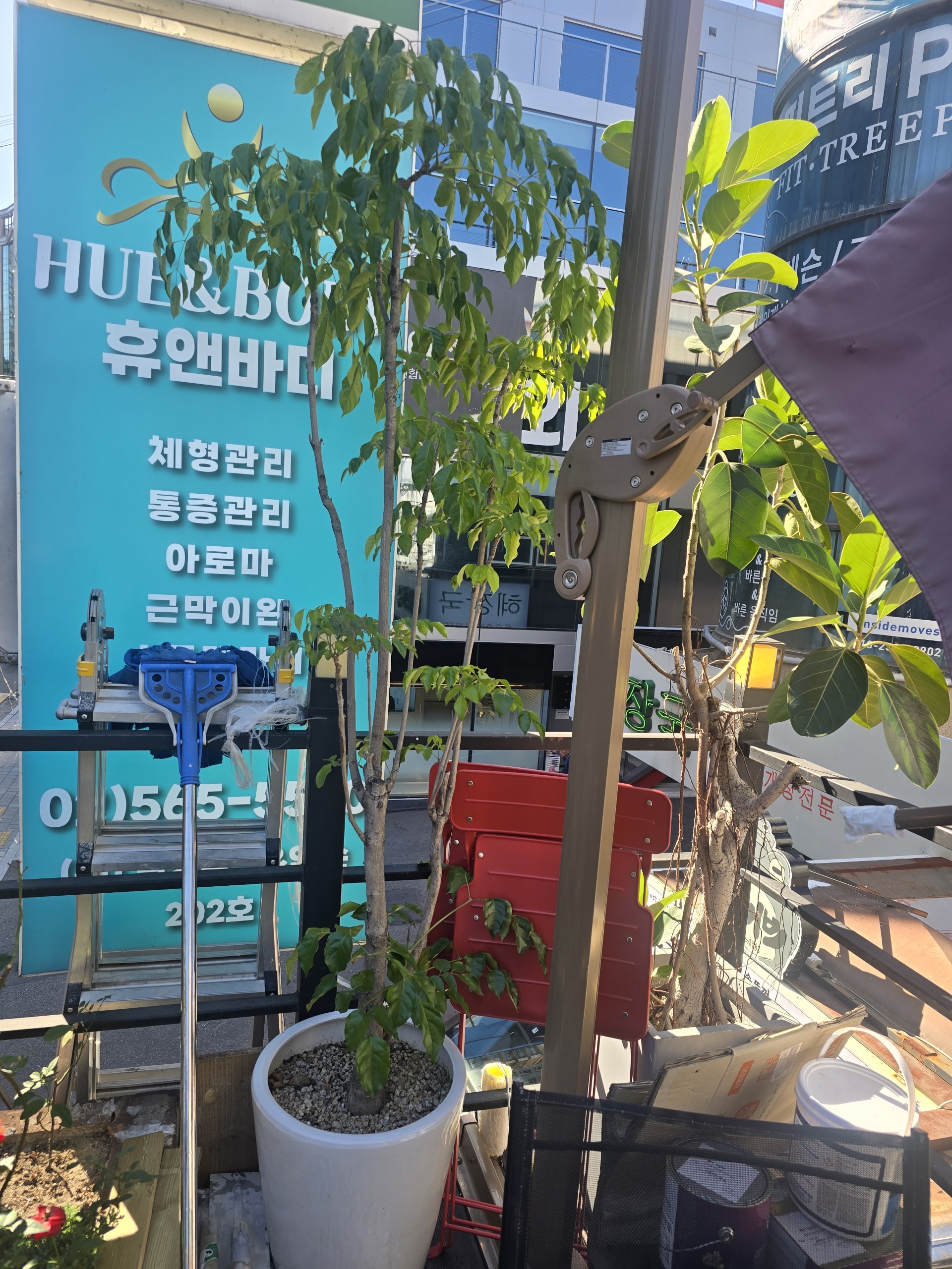 분갈이 해주실 분~!  찾습니다.