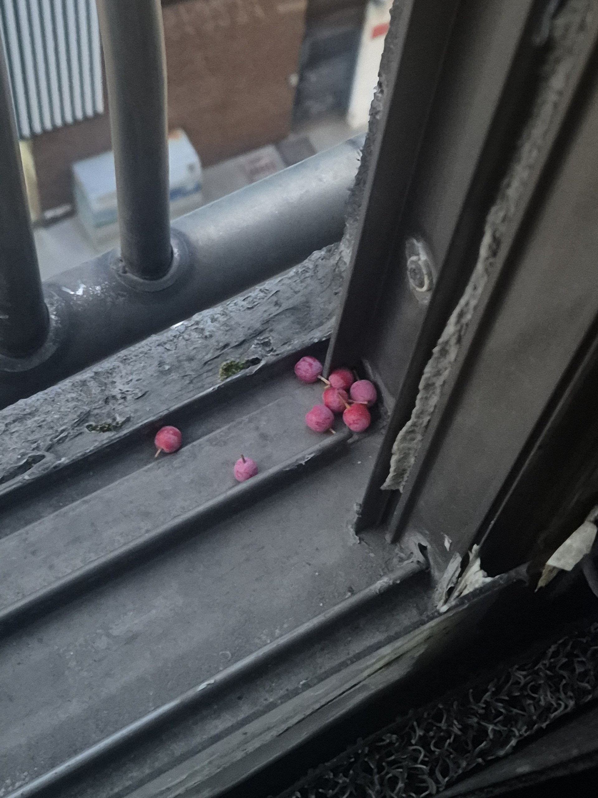 3새가 자꾸 베란다에 이런걸 숨겨놓고 가네요일반 · 218