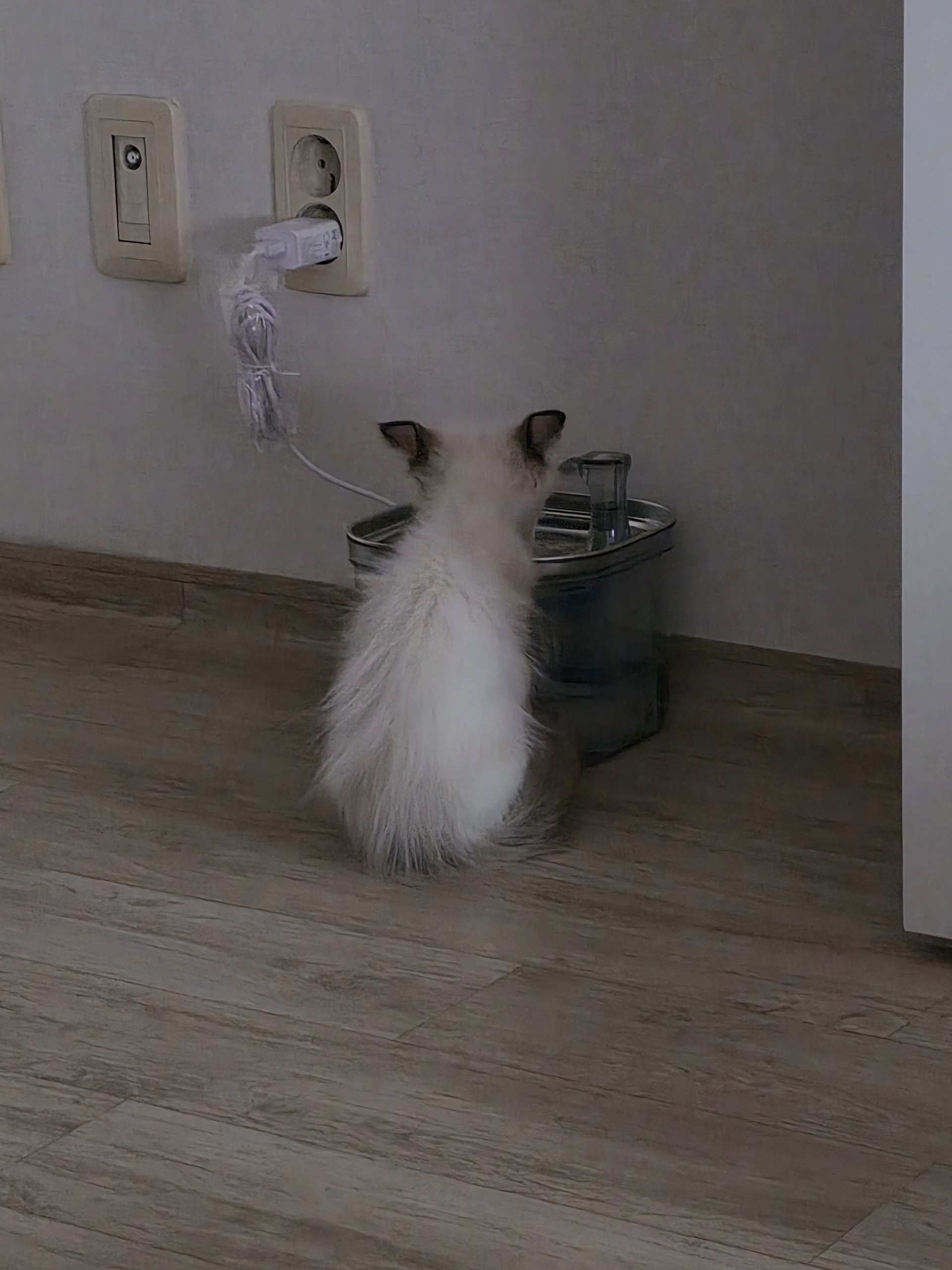 고양이 돌봄 품앗이/ 도움 구해요