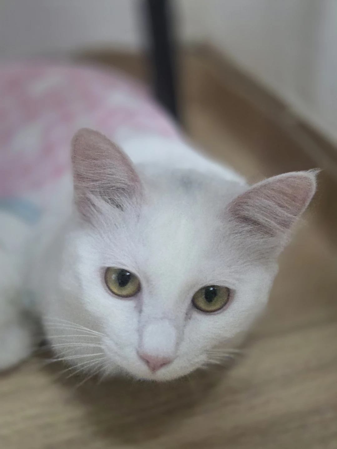 울집3남매입니다