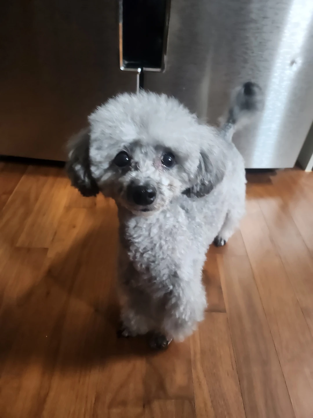 실버푸들 초코 입니다