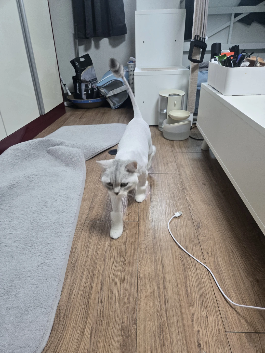 고양이를 찾았습니다
