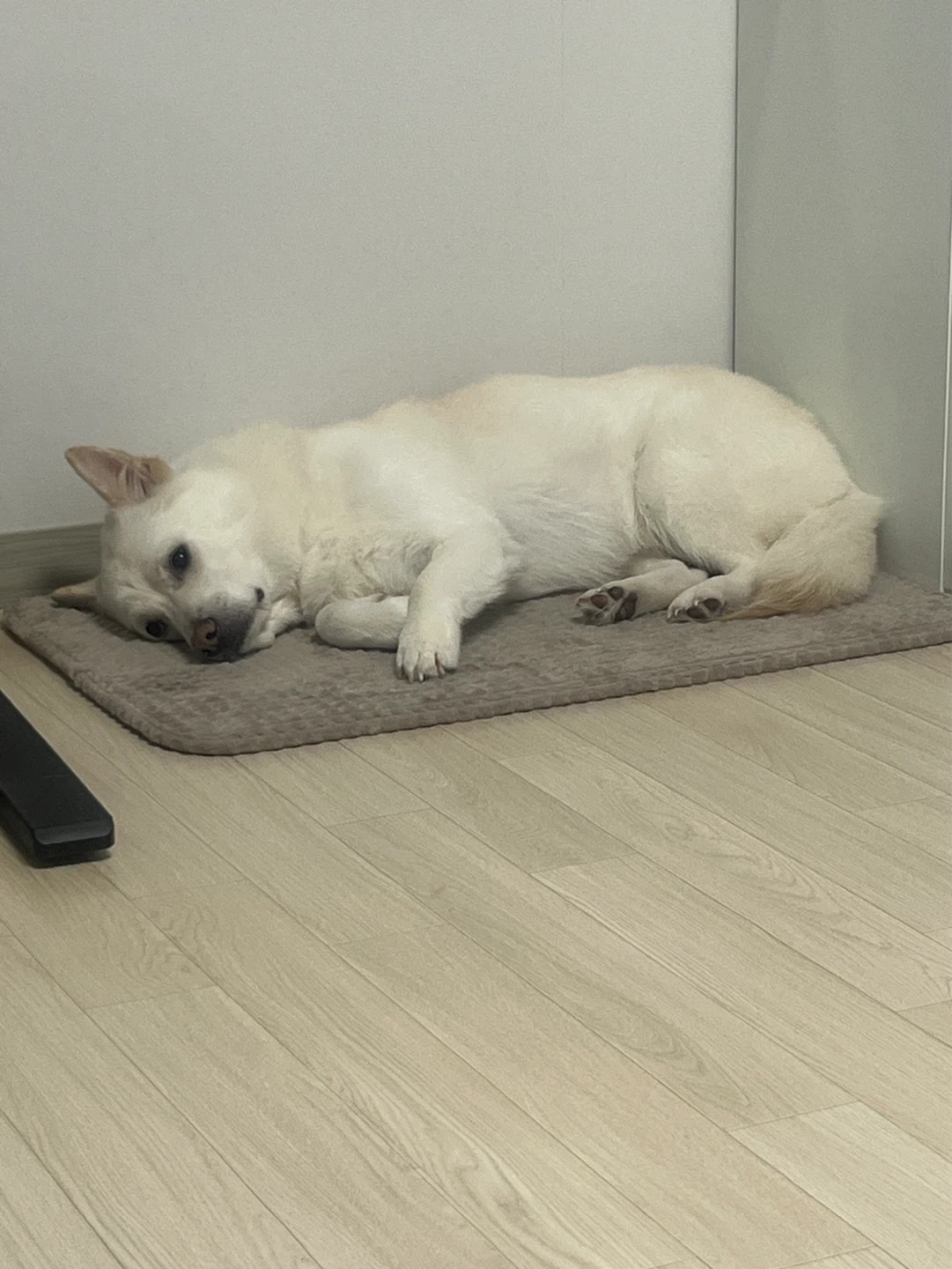 토비입니다 ㅎㅎ