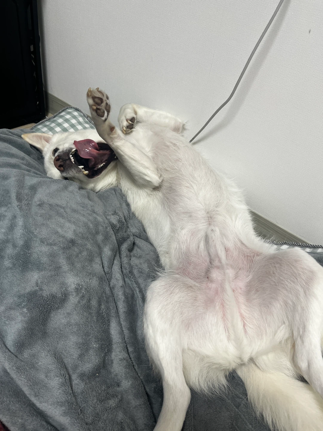 토비입니다 ㅎㅎ