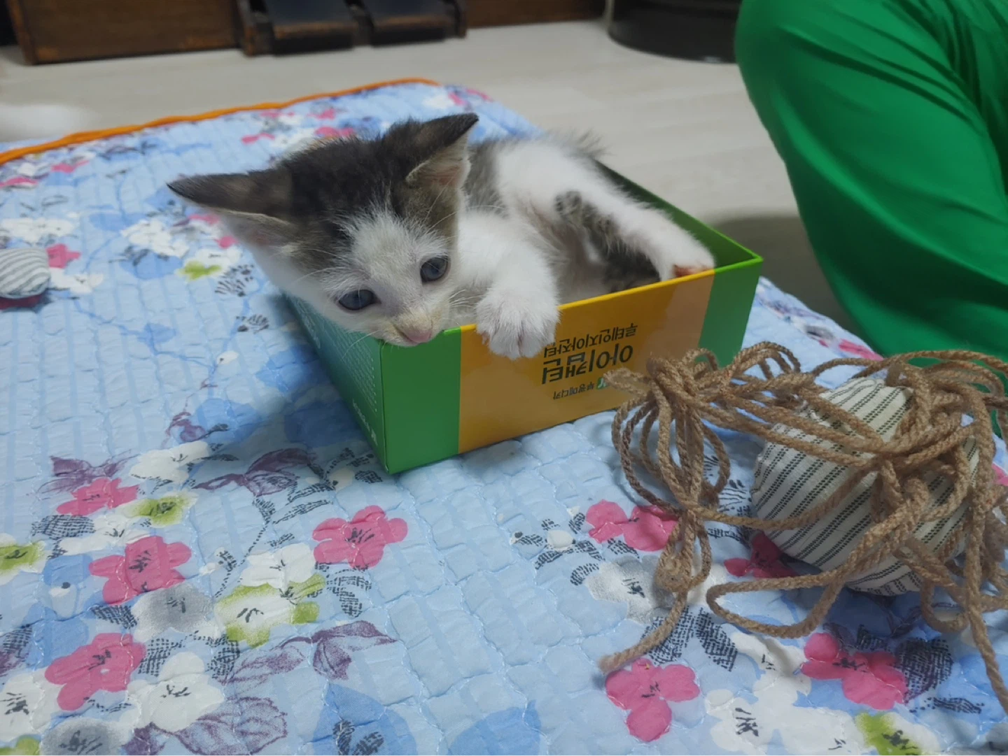 지금은 동네짱이 된 꼬미의 어릴 때 모습!