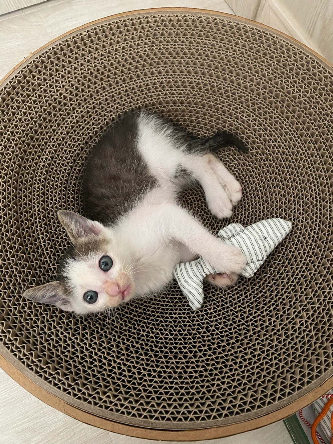 지금은 동네짱이 된 꼬미의 어릴 때 모습!
