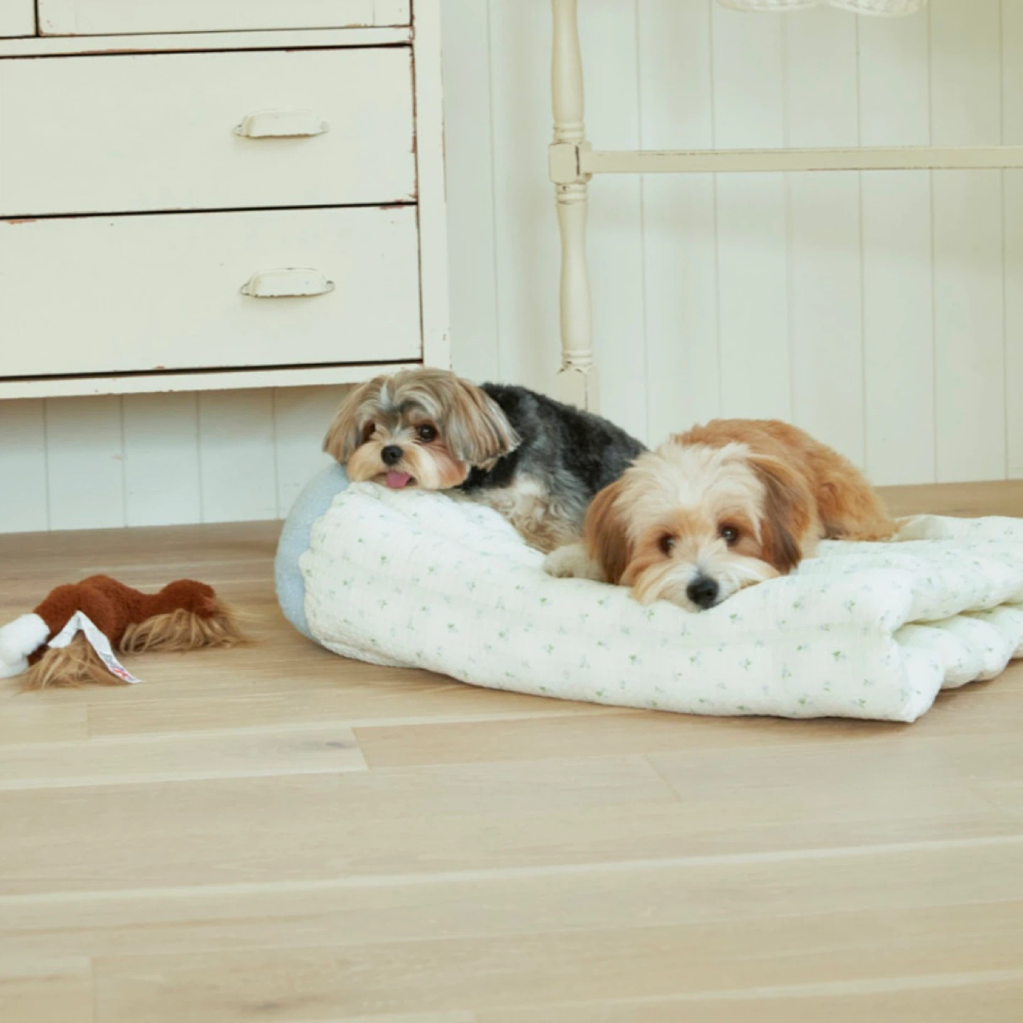 저희 강쥐들의 애착 방석을 소개합니다 🛌