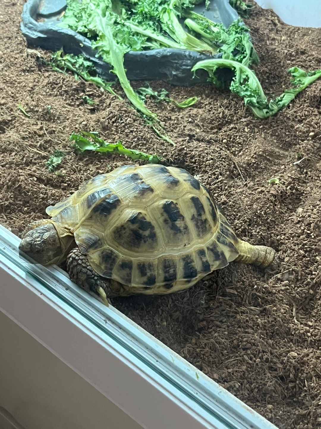 오늘은 세계 거북이의 날입니다🐢💚