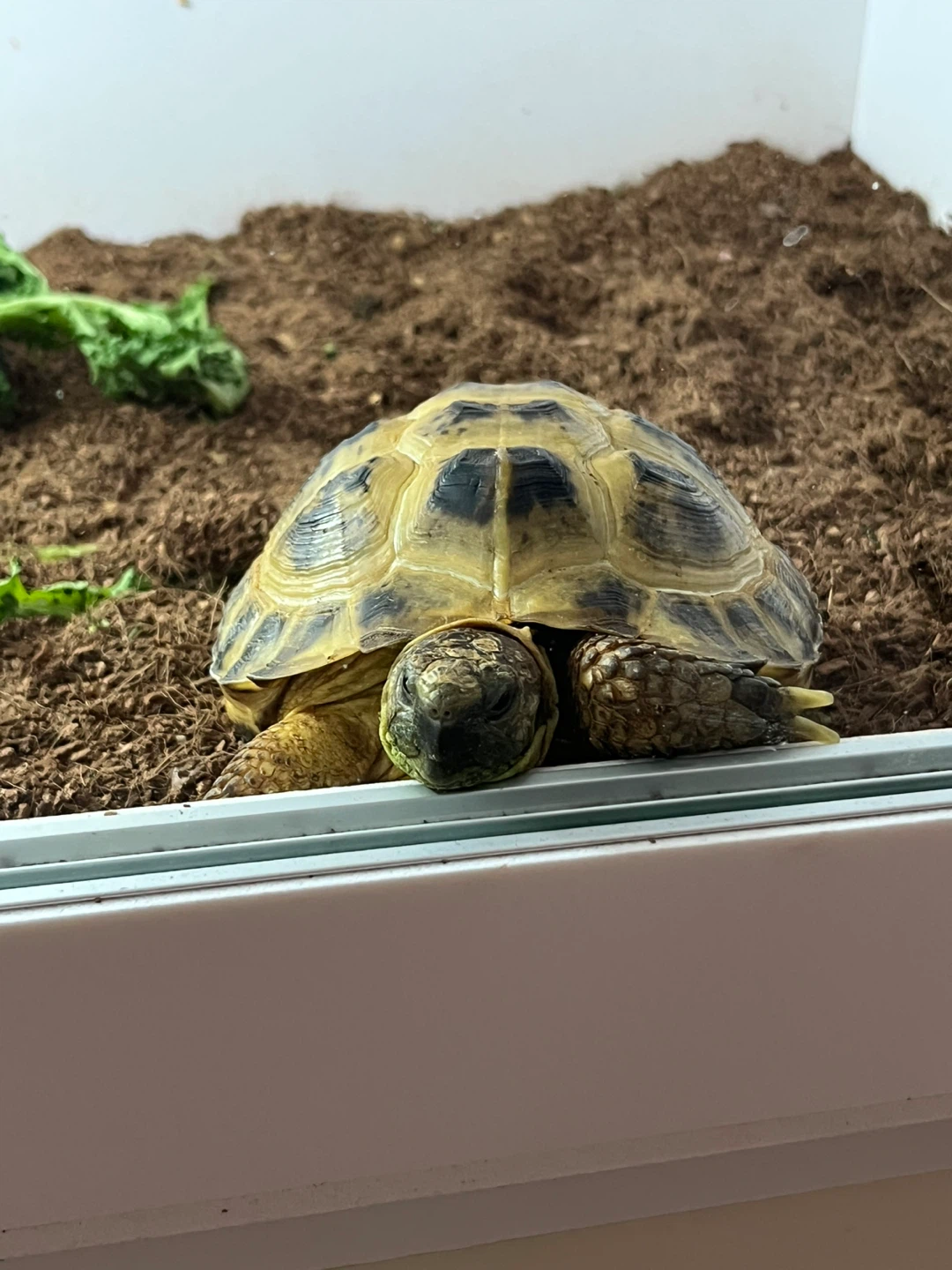 오늘은 세계 거북이의 날입니다🐢💚