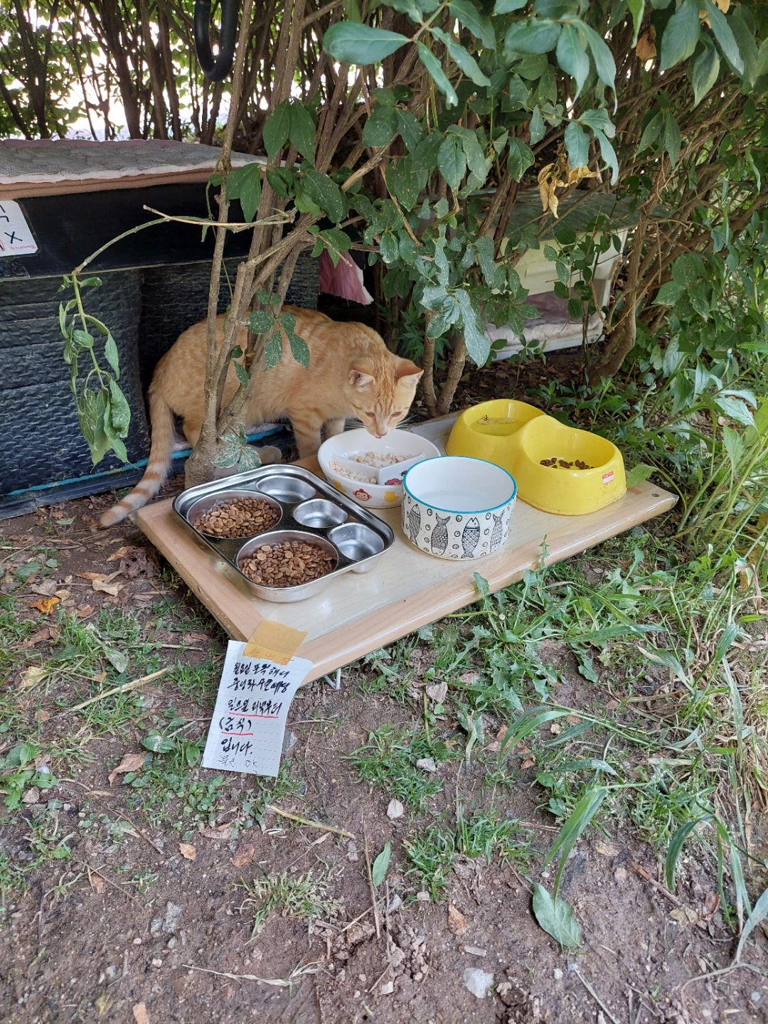 삼둥이주변정리