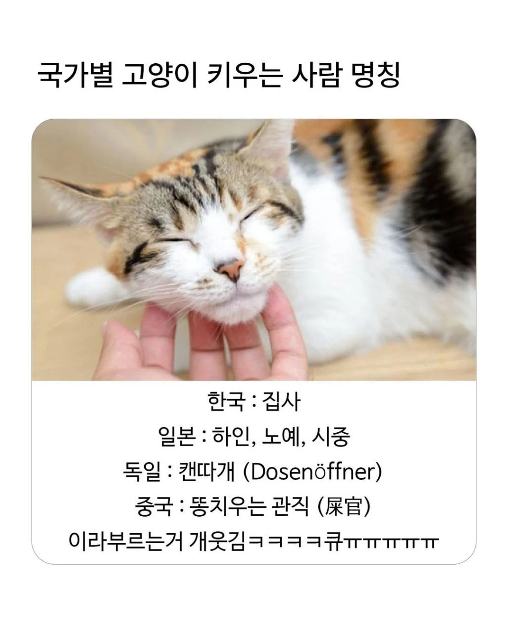 국가별 고양이 키우는 사람 명칭