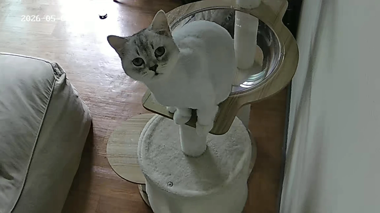 고양이를 찾았습니다