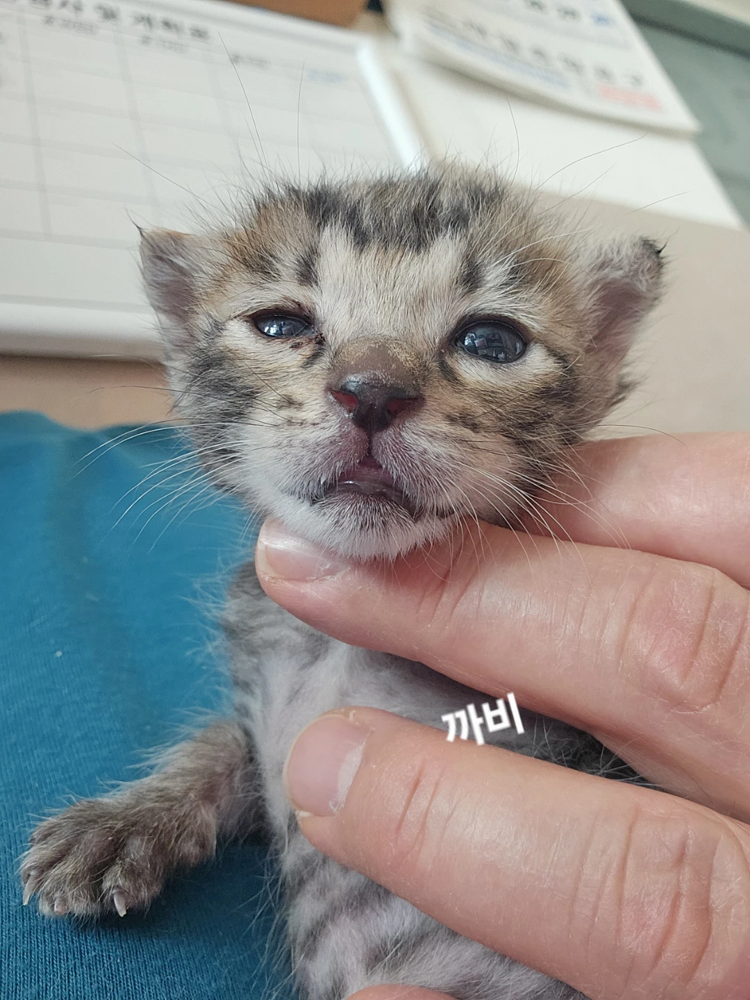 인간의손에의해논바닥에던져졌던도비와까비가 어느새눈뜨고고앵이가되었어요