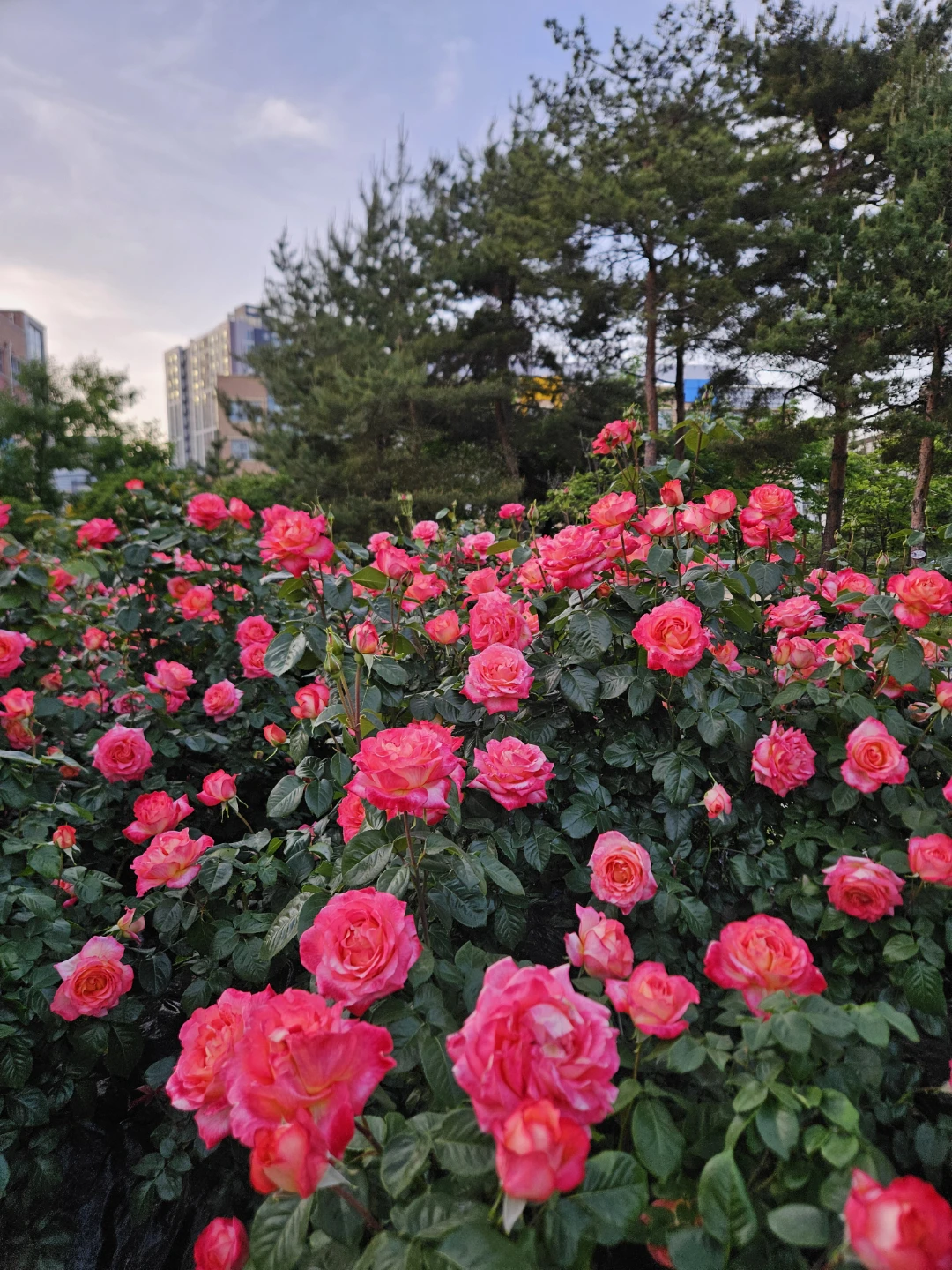 🌹장미의 계절이 왔어요