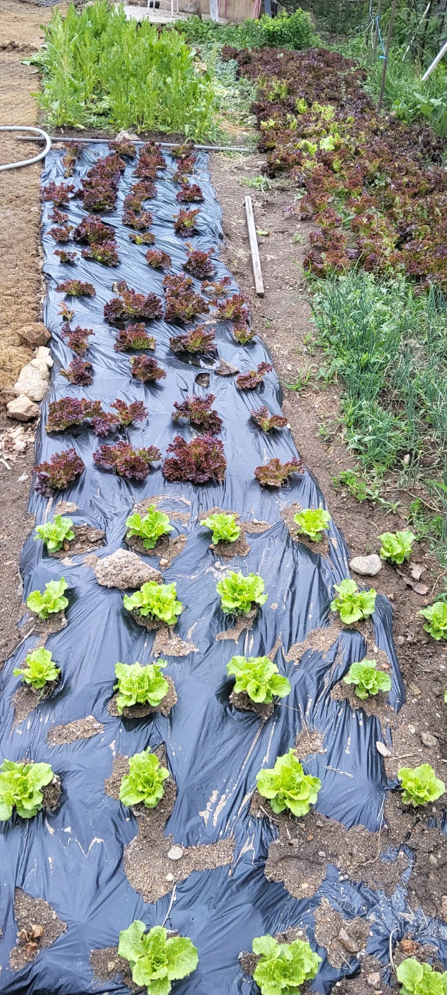 20만원 한번 받아봅시다 ㅎㅎ