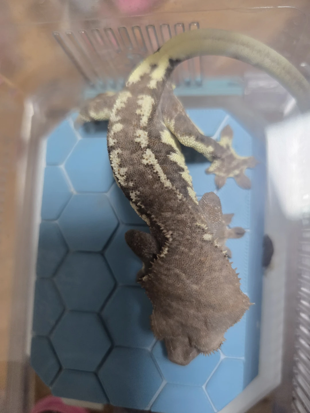 헷 프라푸치노