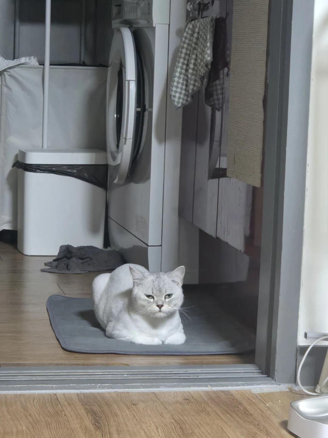 고양이를 찾았습니다