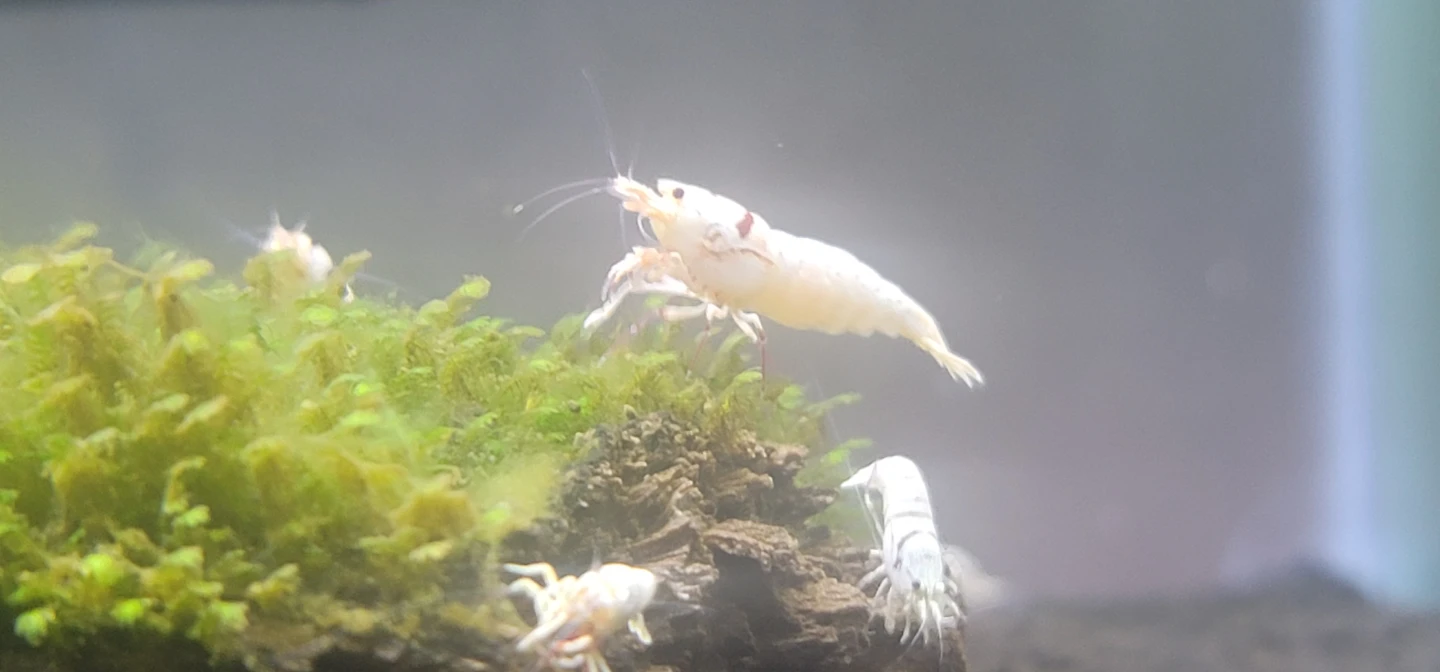 우리 새우 자랑 타임! 📸