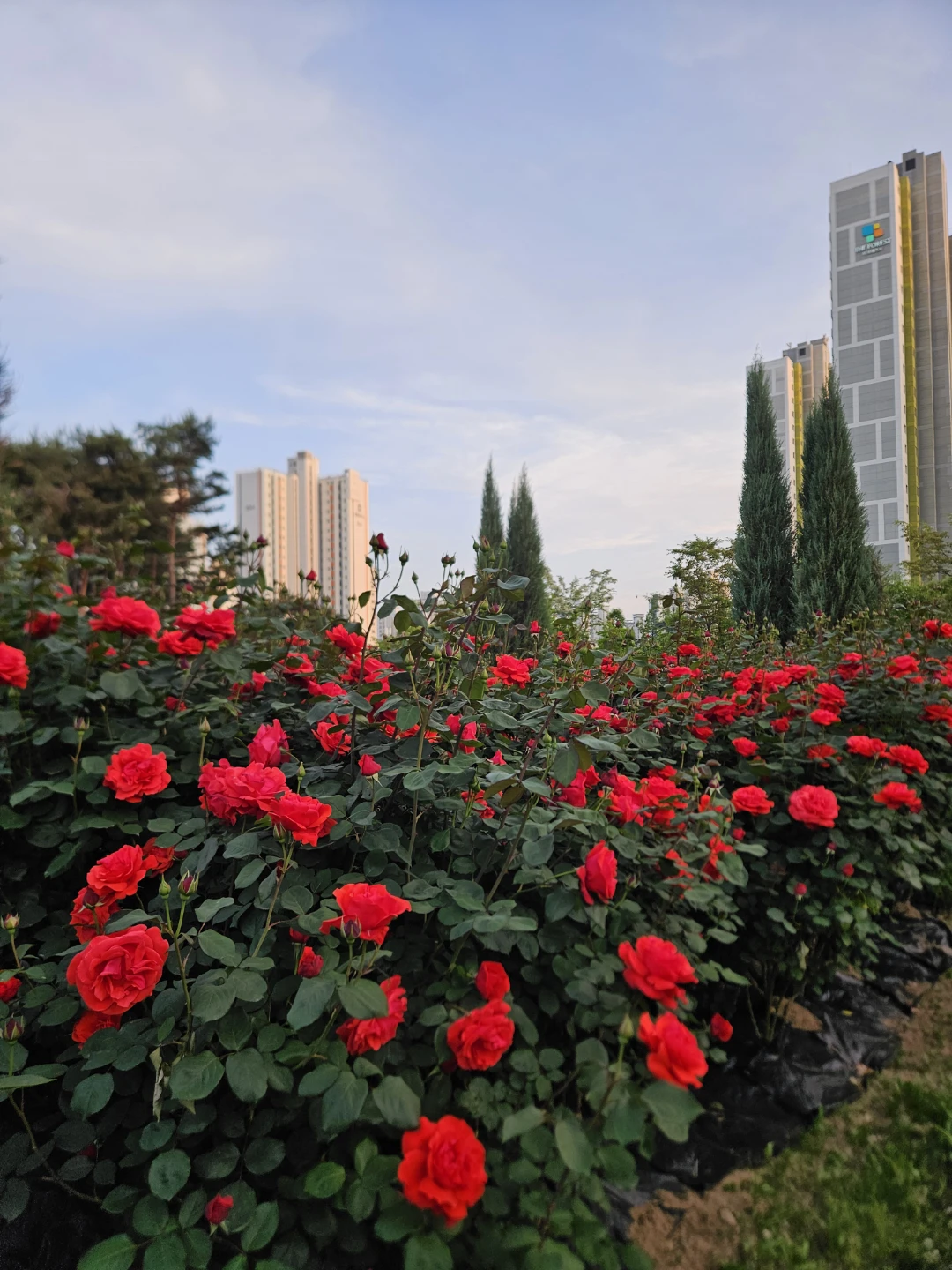 🌹장미의 계절이 왔어요