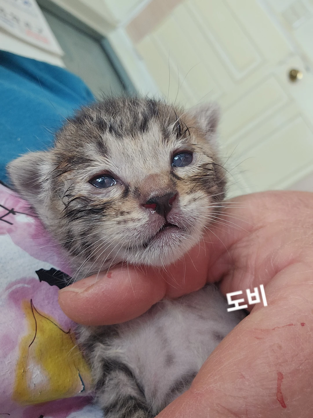 인간의손에의해논바닥에던져졌던도비와까비가 어느새눈뜨고고앵이가되었어요