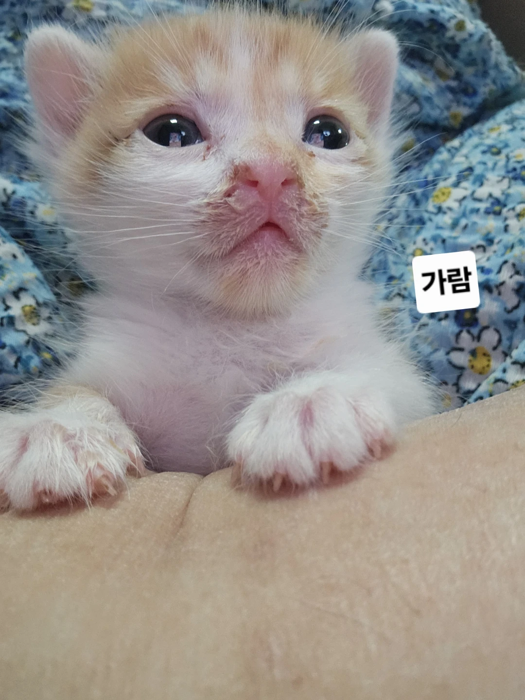 인간의손에의해논바닥에던져졌던도비와까비가 어느새눈뜨고고앵이가되었어요