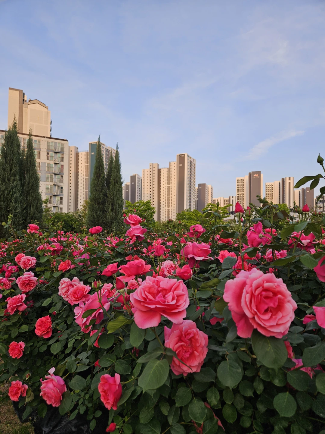 🌹장미의 계절이 왔어요