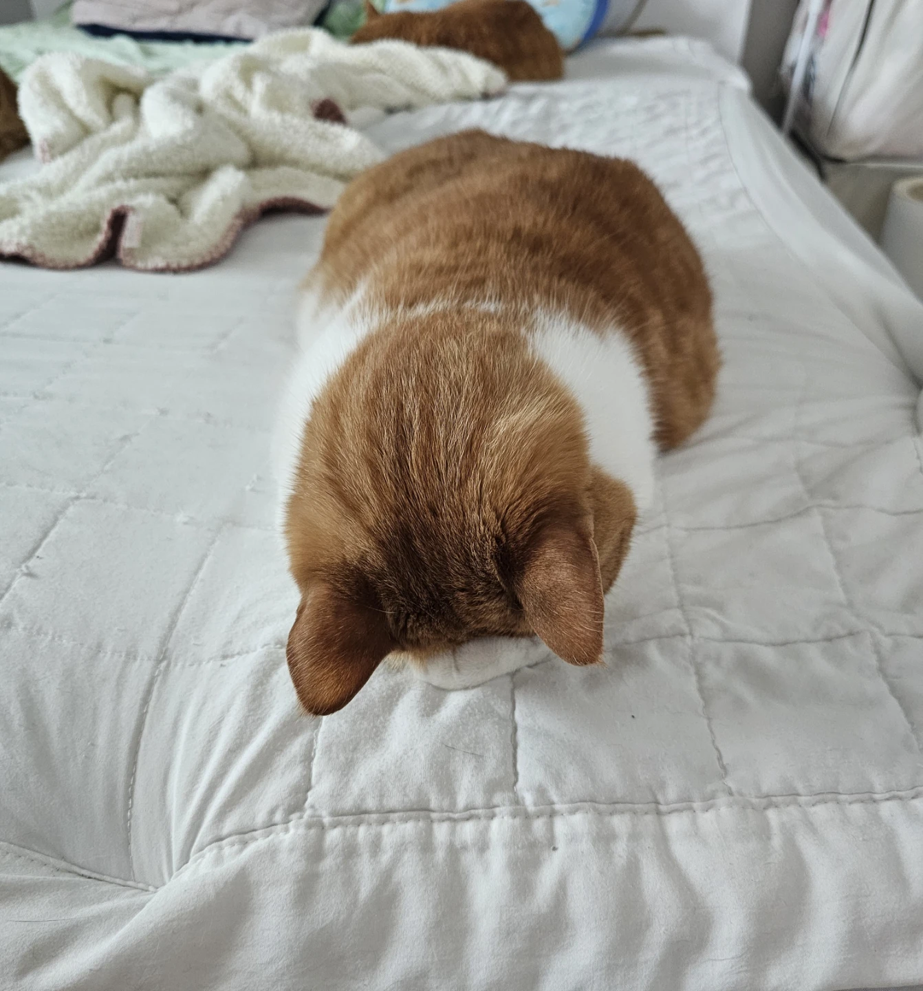 저희집 셋째냥이