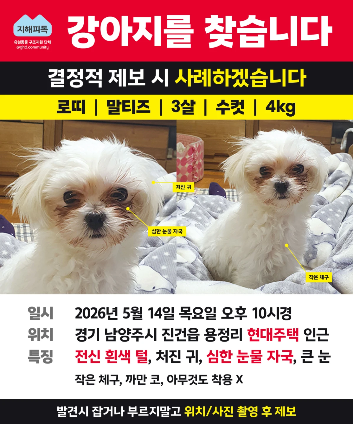 말티즈 로띠 찾고있어요