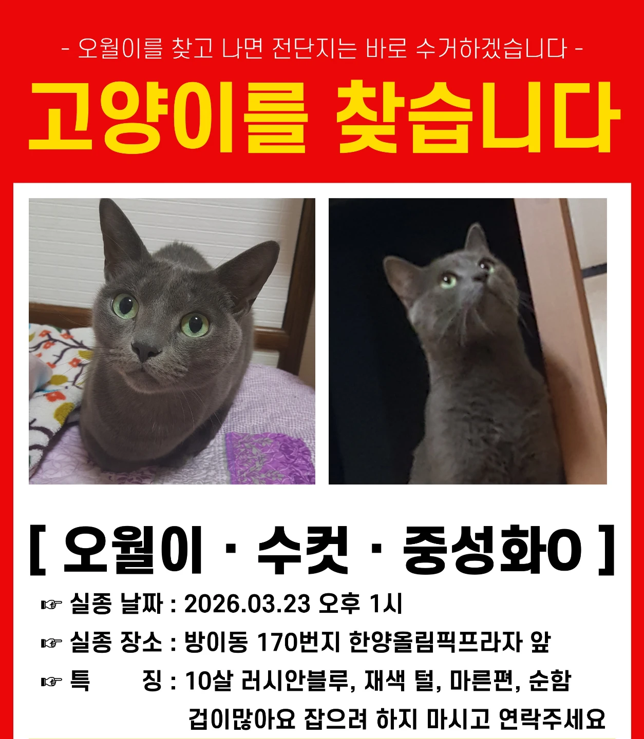 찾아요.송파 러시안블루 고양이