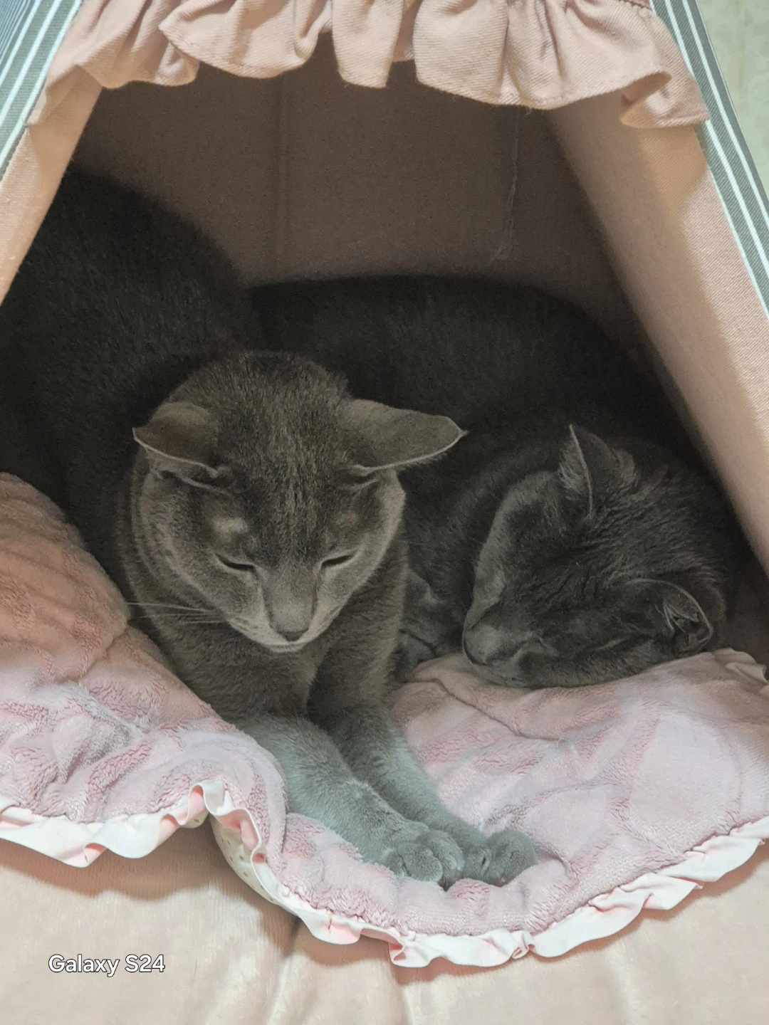 찾아요.송파 러시안블루 고양이