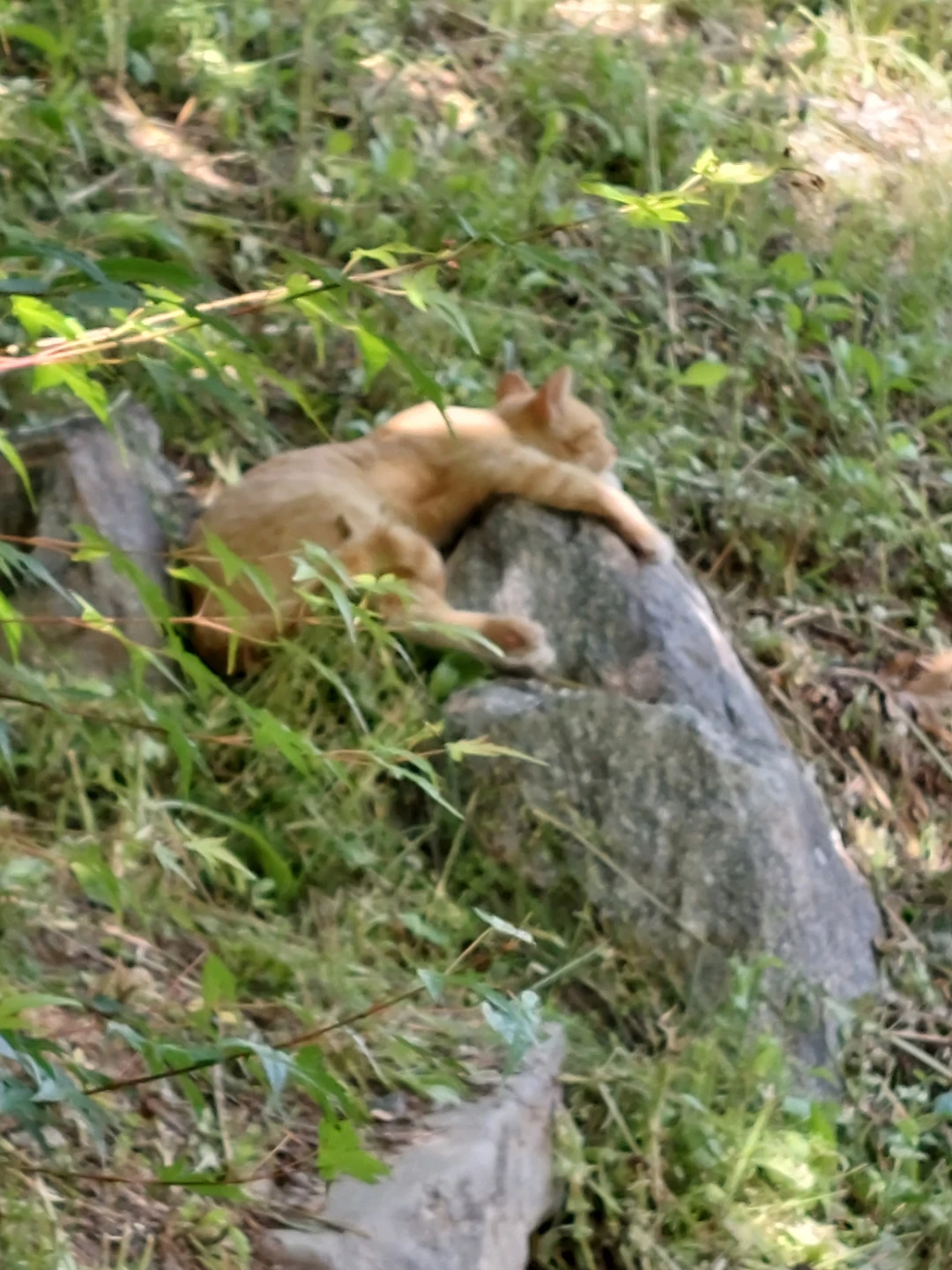 삼둥이주변정리