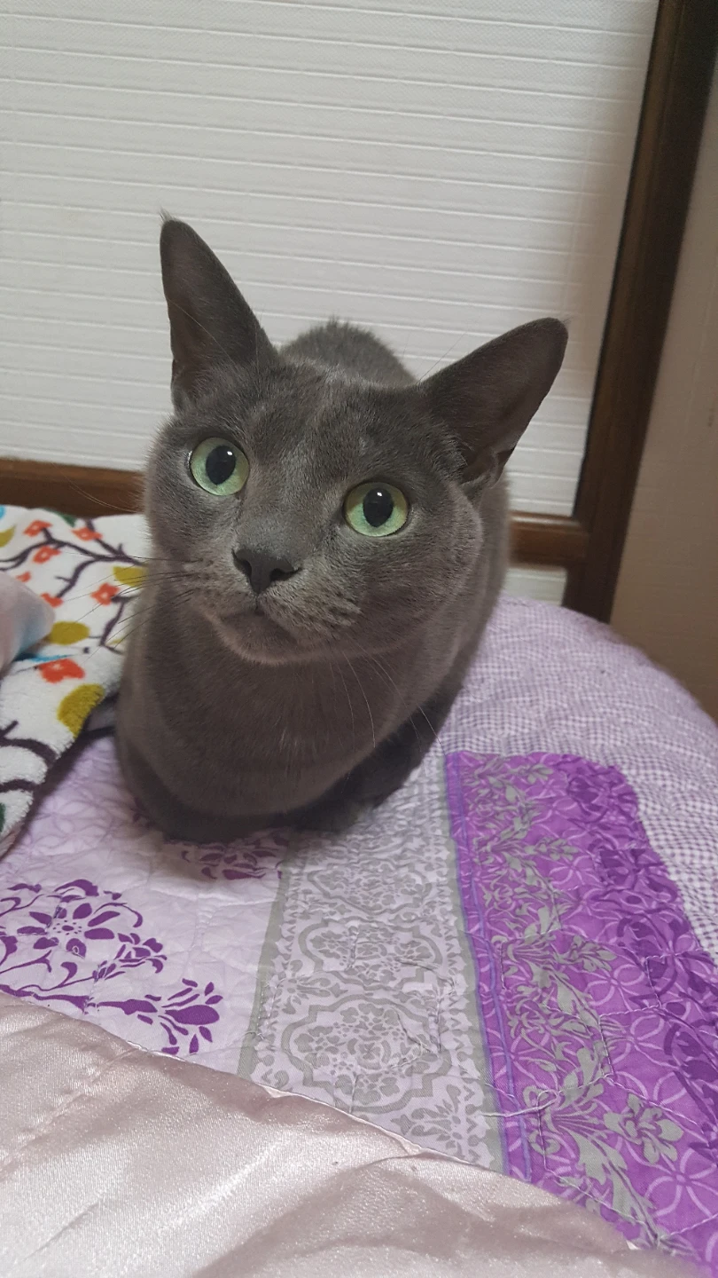 찾아요.송파 러시안블루 고양이