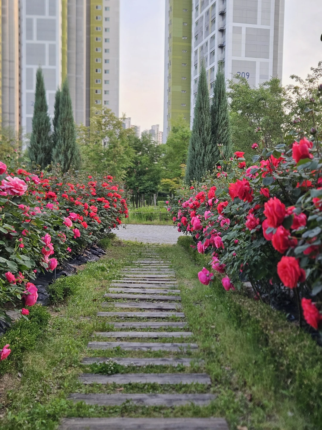 🌹장미의 계절이 왔어요