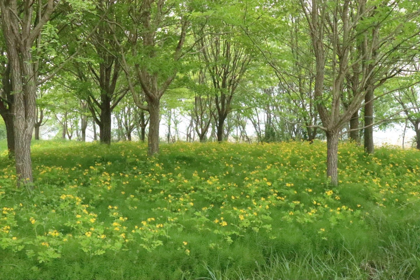 팔당 물안개공원