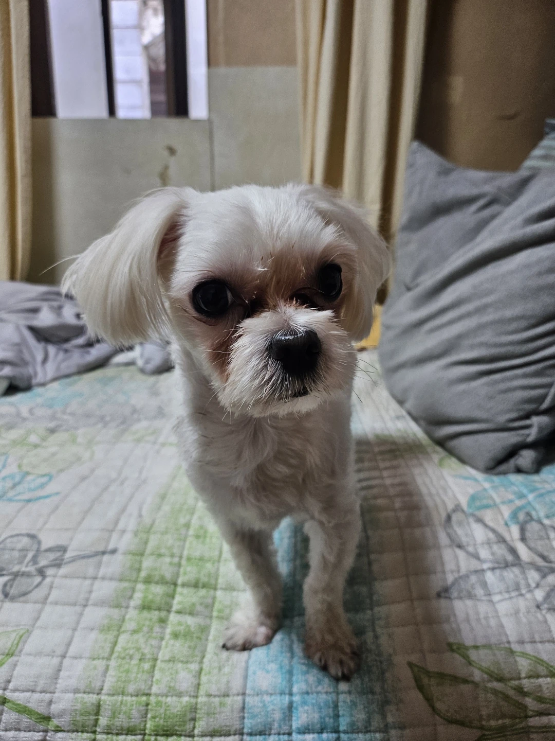 말티즈 로띠 찾고있어요