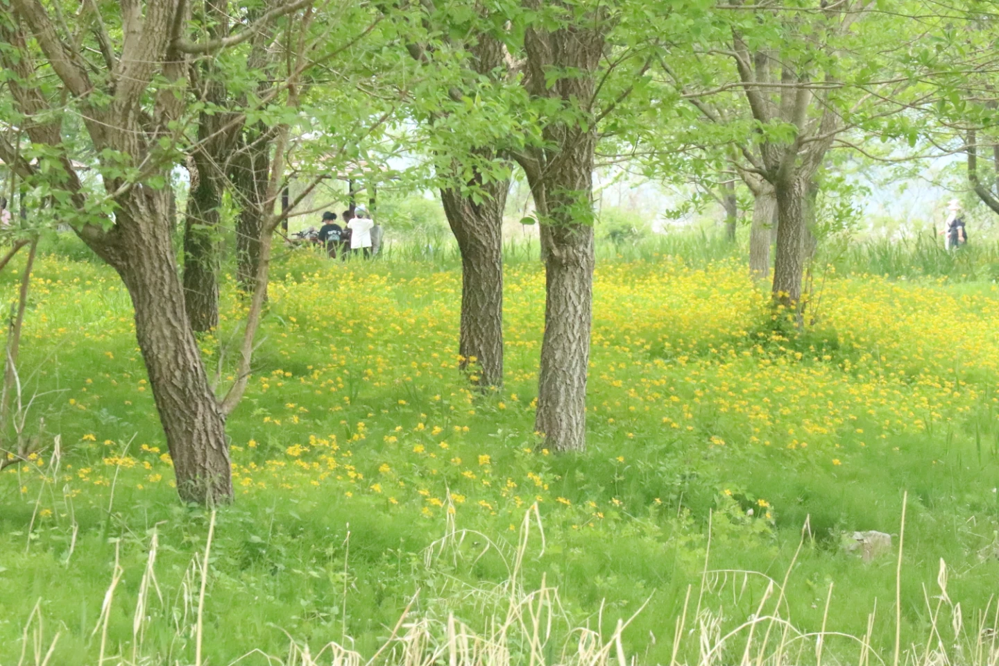 팔당 물안개공원