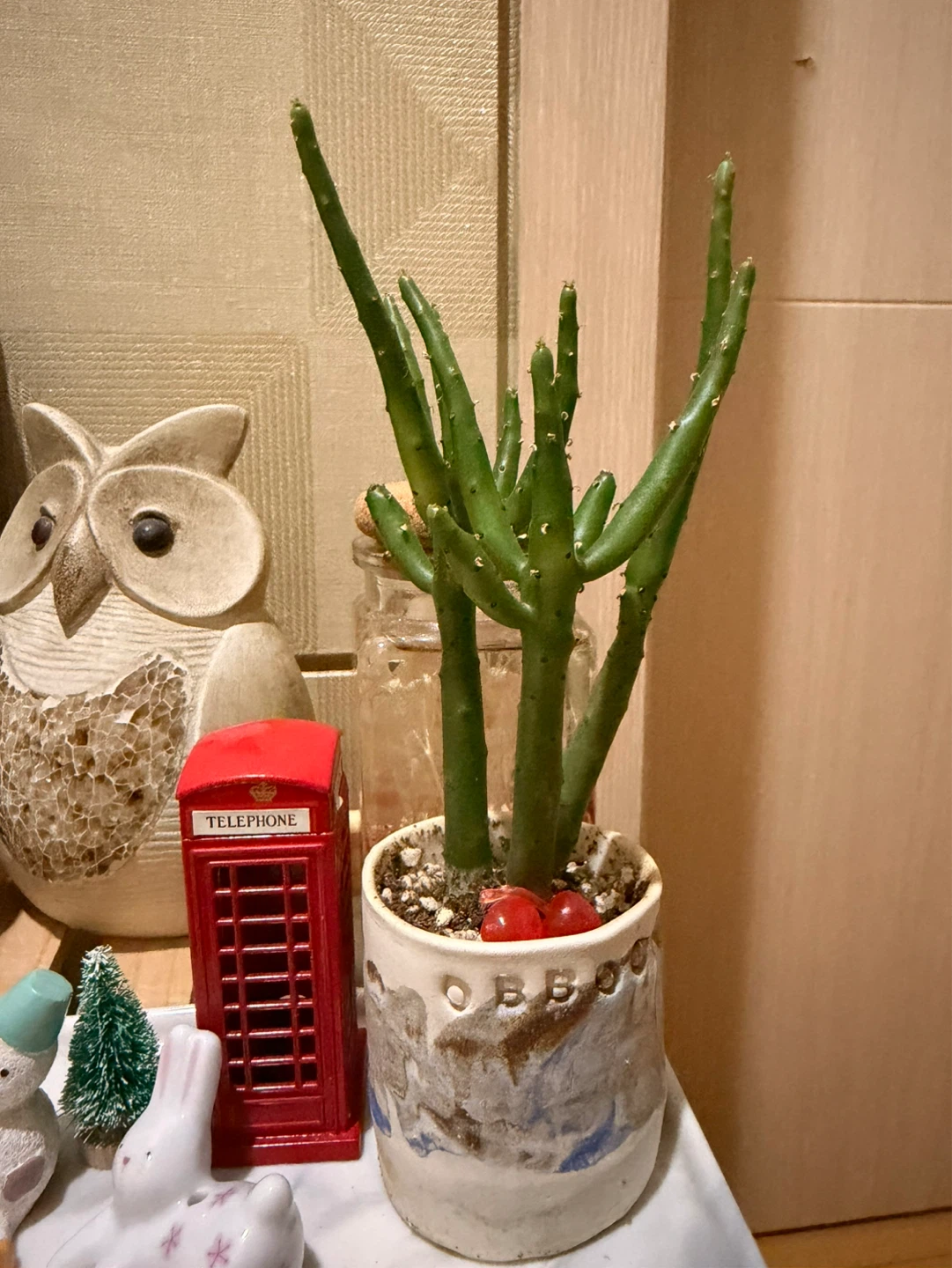 연필 선인장 질문 있습니다 ~!!