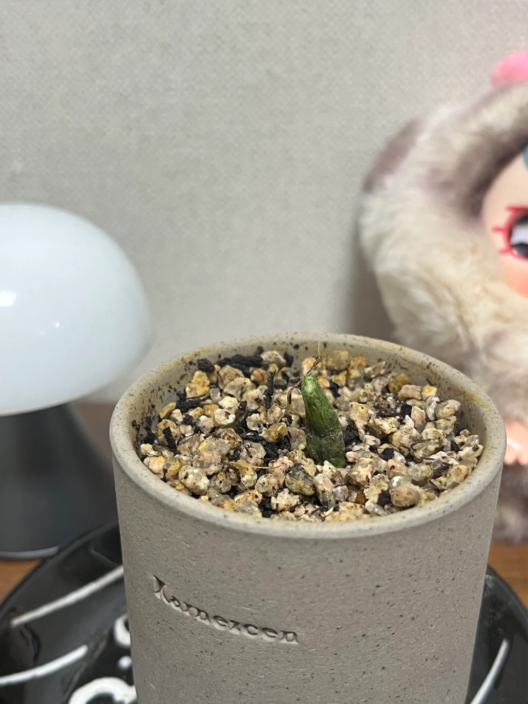 연필 선인장 질문 있습니다 ~!!