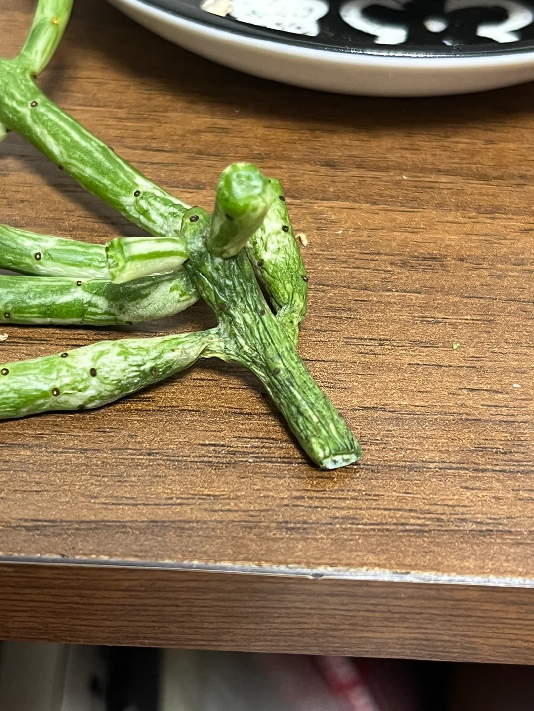 연필 선인장 질문 있습니다 ~!!