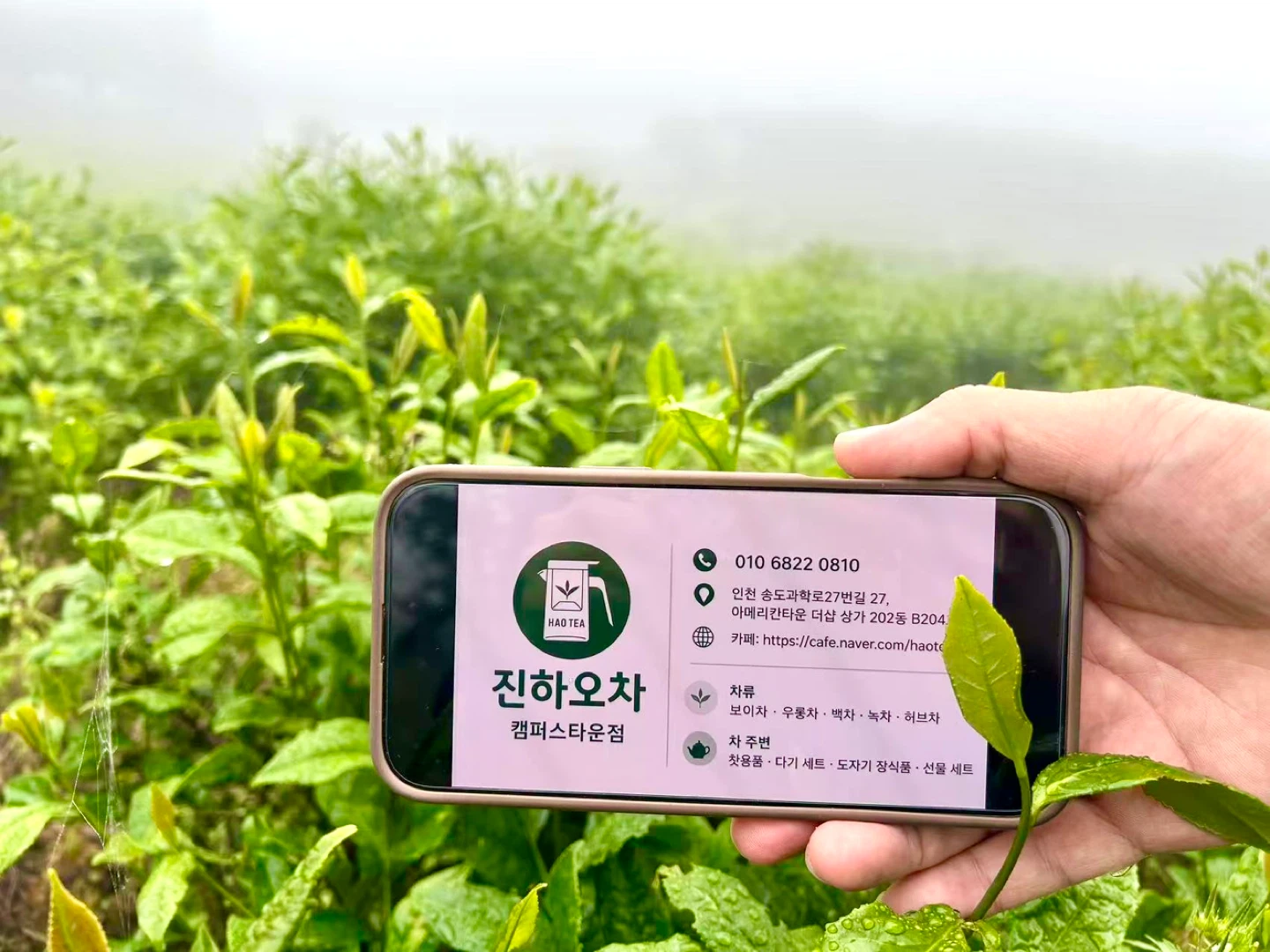 녹차와 한국 식탁의 완벽한 만남