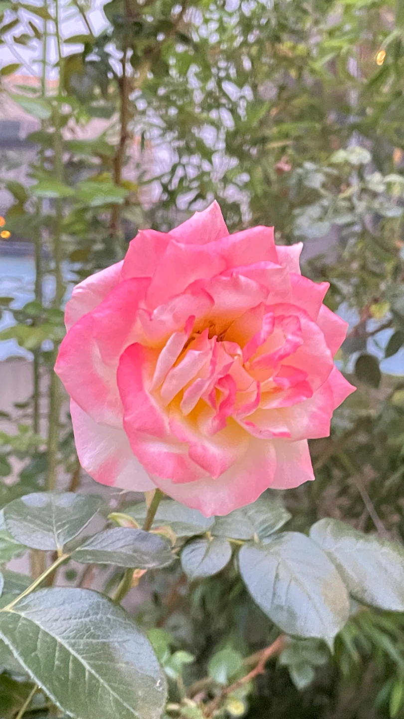 요즘 날씨가 좋아서  산책하기 너무  좋은데