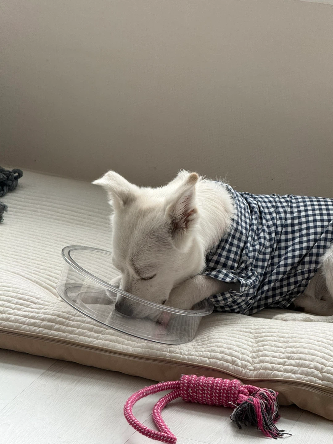 체크잠옷 💤🛌🐶